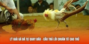 Lý Giải Gà Đá Tự Quay Đầu - Câu Trả Lời Chuẩn Từ Cao Thủ